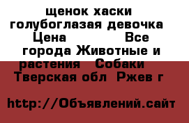 щенок хаски  голубоглазая девочка › Цена ­ 12 000 - Все города Животные и растения » Собаки   . Тверская обл.,Ржев г.